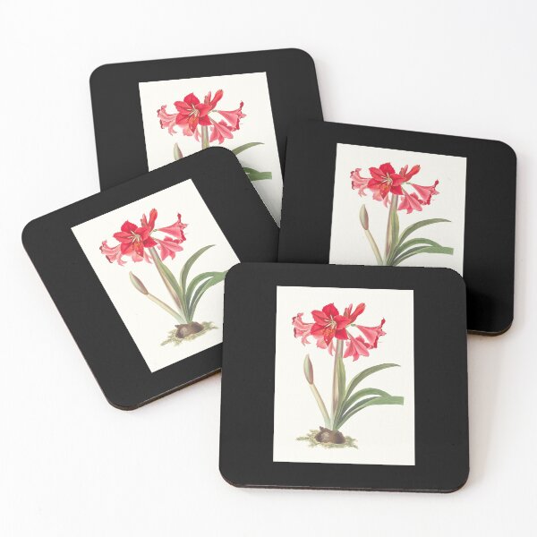 Item preview, Hardy Amaryllis - botanical illustration designed and sold by chimakingthings.