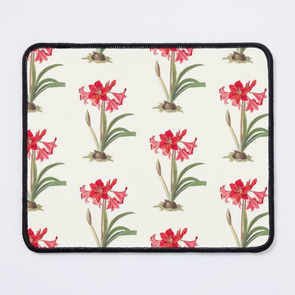 Item preview, Hardy Amaryllis - botanical illustration designed and sold by chimakingthings.