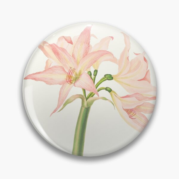 Item preview, Netted-veined amaryllis - Hippeastrum reticulatum - botanical illustration designed and sold by chimakingthings.