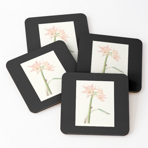 Item preview, Netted-veined amaryllis - Hippeastrum reticulatum - botanical illustration designed and sold by chimakingthings.