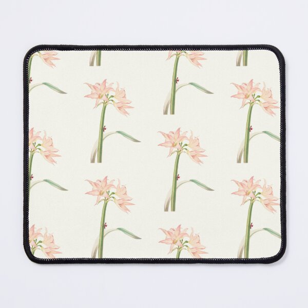 Item preview, Netted-veined amaryllis - Hippeastrum reticulatum - botanical illustration designed and sold by chimakingthings.
