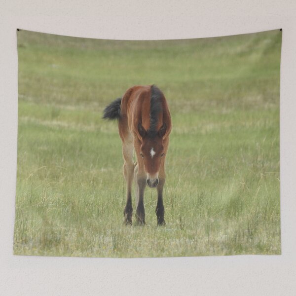 Item preview, Wildlife gifts, wild horses, Eastern Sierra, California designed and sold by Sandra O'Toole.