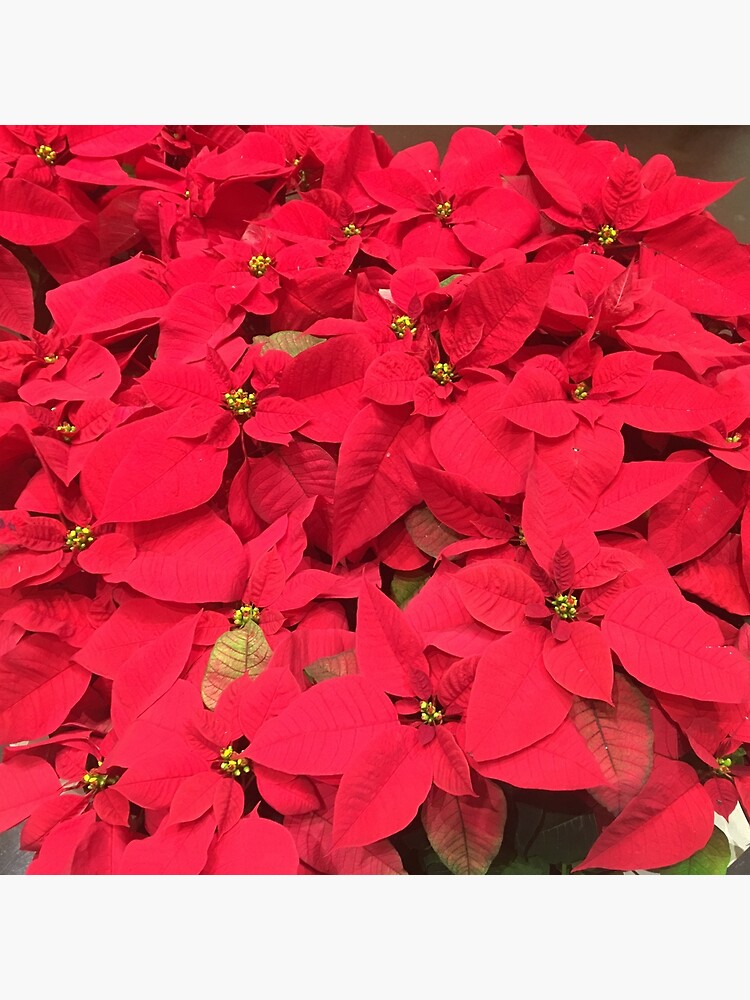 Christmas Red by pandpmedia