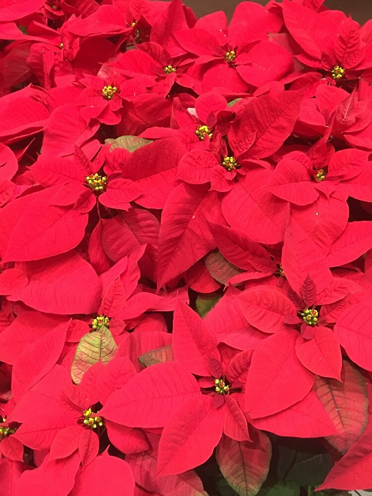 Christmas Red by pandpmedia