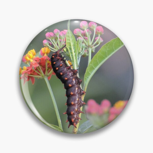 Item preview, Caterpillar on Milkweed designed and sold by Kathleen Brant.