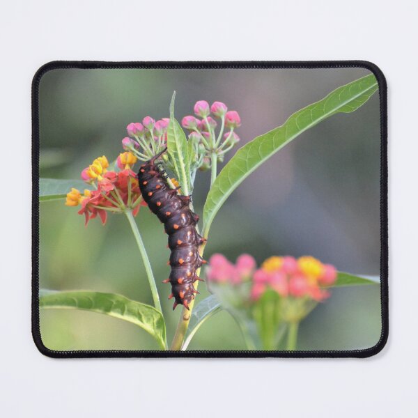 Item preview, Caterpillar on Milkweed designed and sold by Kathleen Brant.