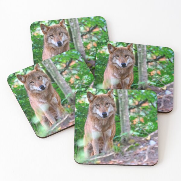 Item preview, Arctic wolf photo with high resolution quality designed and sold by Allyouneed-2.