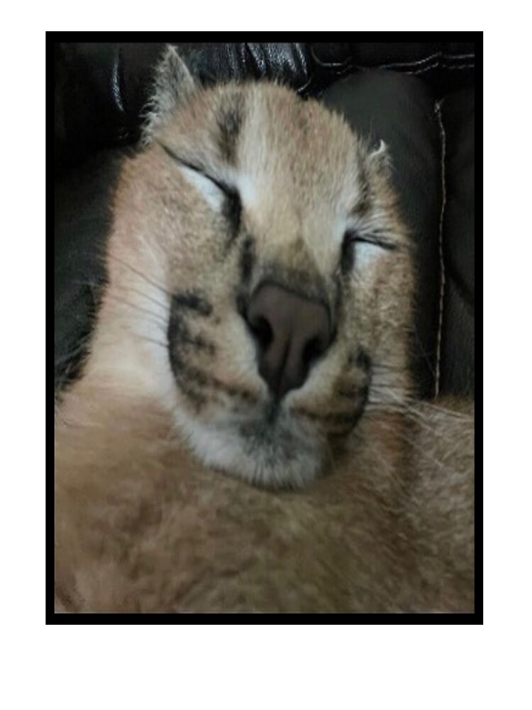 Big Floppa Meme Cute Caracal Cat Fleece Blanket by Zeyneb EwaMa - Pixels