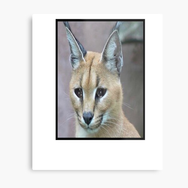 Big Floppa - Caracal meme cat / fat floppa / cursed floppa | Art Board Print