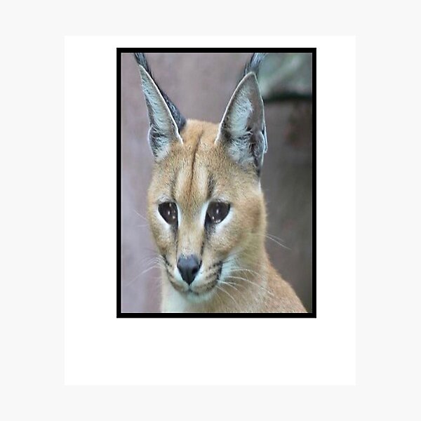 Big Floppa Meme Cute Caracal Cat Ornament by Zeyneb EwaMa - Pixels