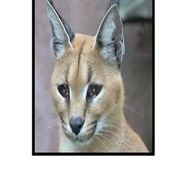 Big Floppa Funny Caracal Big Cat Meme Art Board Print for Sale by  dinnashop