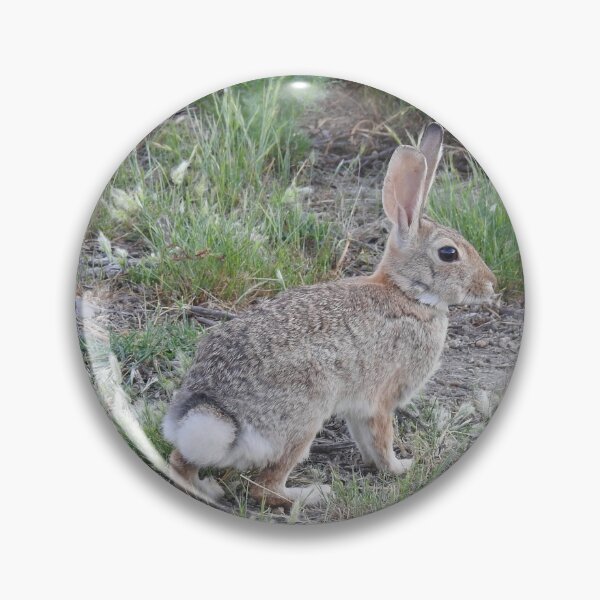 Item preview, Rabbits, Cottontail Rabbit, Wildlife designed and sold by Sandra O'Toole.
