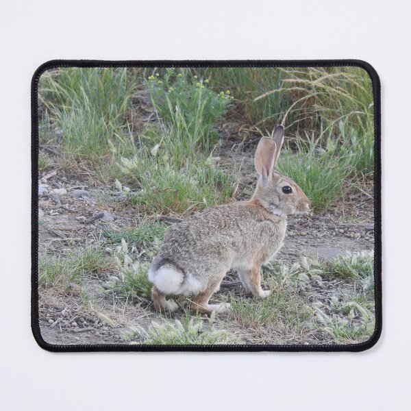 Item preview, Rabbits, Cottontail Rabbit, Wildlife designed and sold by Sandra O'Toole.