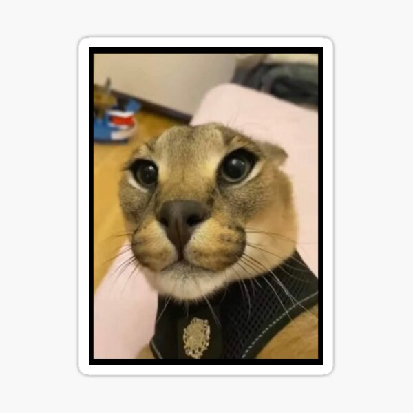 😁😁🤤 . . . . . . . . . . . . . . . . #cheems #floppa #bigfloppa #meme # memes #cursedimages #cursed #dankmemes #dank #caracal #cutecats…