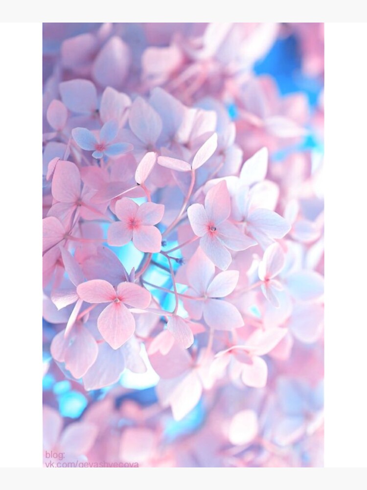 Wallpaper Petals, Scenic, Wind, Sky, Sakura Blossom - Resolution:3000x2000  - Wallpx