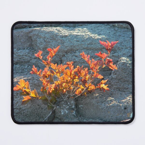 Item preview, Burning Bush Growing out of Rock designed and sold by PeaceofNShore.