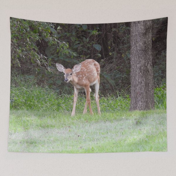 Item preview, Whitetail deer, fawn, nature, wildlife, gifts designed and sold by Sandra O'Toole.