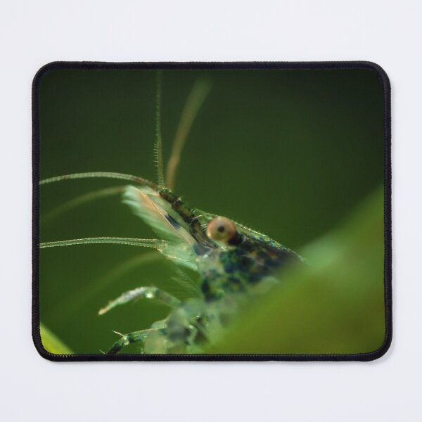 Item preview, Neocaridina Freshwater Shrimp, dwarf shrimp in the aquarium. Animal macro, close up photography with a focus gradient and soft background. Aquascaping  designed and sold by Marcin Adrian.