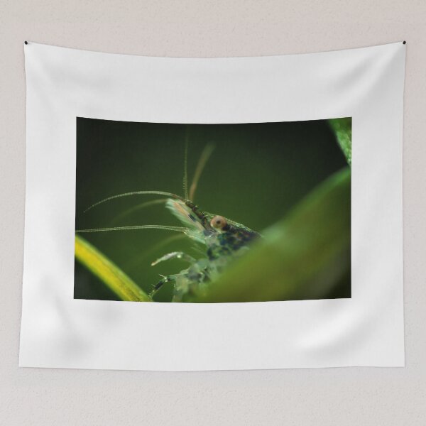 Item preview, Neocaridina Freshwater Shrimp, dwarf shrimp in the aquarium. Animal macro, close up photography with a focus gradient and soft background. Aquascaping  designed and sold by Marcin Adrian.
