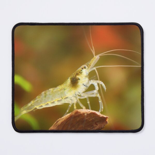 Item preview, Neocaridina Freshwater Shrimp, dwarf shrimp in the aquarium. Animal macro, close up photography with a focus gradient and soft background. Aquascaping  designed and sold by Marcin Adrian.