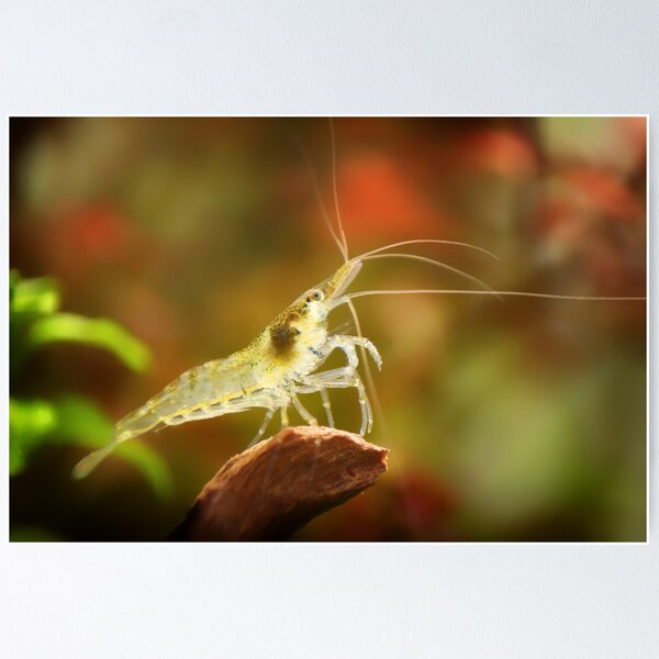 Item preview, Neocaridina Freshwater Shrimp, dwarf shrimp in the aquarium. Animal macro, close up photography with a focus gradient and soft background. Aquascaping  designed and sold by Marcin Adrian.