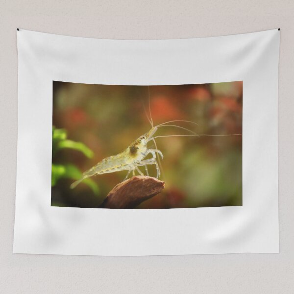 Item preview, Neocaridina Freshwater Shrimp, dwarf shrimp in the aquarium. Animal macro, close up photography with a focus gradient and soft background. Aquascaping  designed and sold by Marcin Adrian.