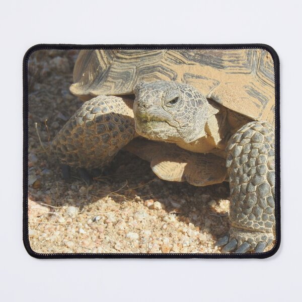 Item preview, Desert tortoise, wildlife, reptiles, Desert Charmer designed and sold by Sandra O'Toole.