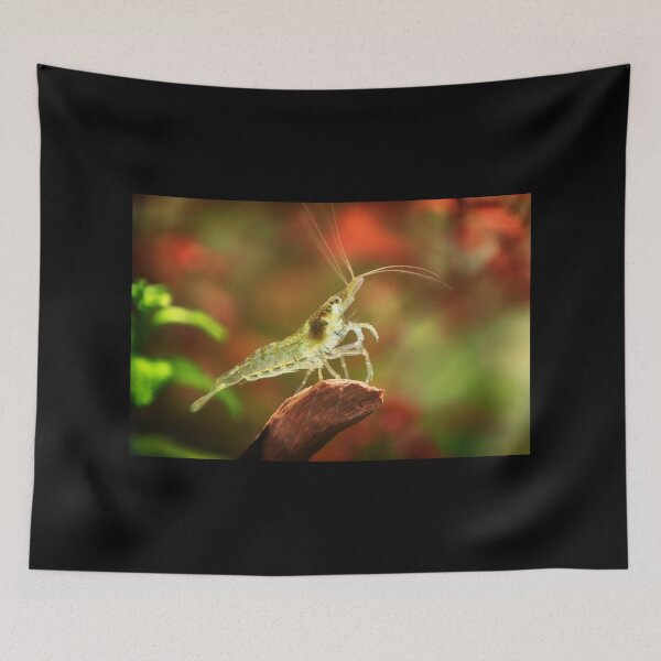 Item preview, Neocaridina Freshwater Shrimp, dwarf shrimp in the aquarium. Animal macro, close up photography with a focus gradient and soft background. Aquascaping  designed and sold by Marcin Adrian.