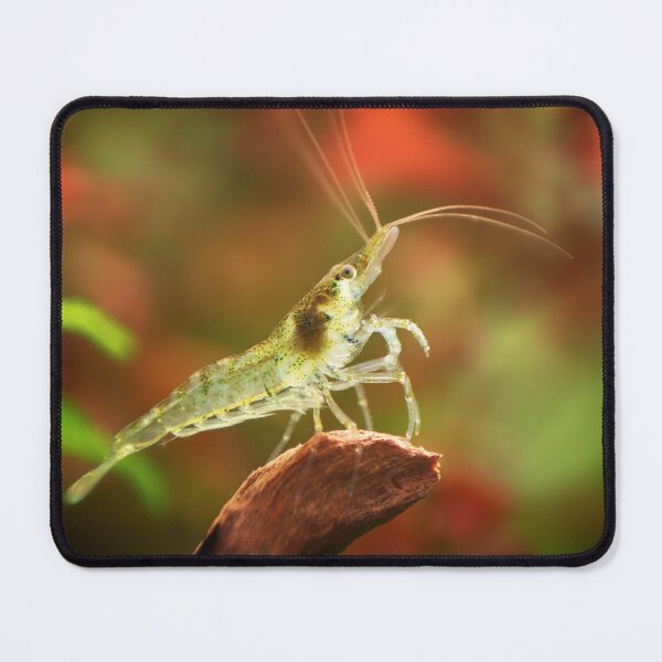 Item preview, Neocaridina Freshwater Shrimp, dwarf shrimp in the aquarium. Animal macro, close up photography with a focus gradient and soft background. Aquascaping  designed and sold by Marcin Adrian.