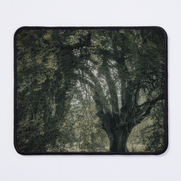 Item preview, 'Veneration', a notable beech tree, Highland Perthshire. designed and sold by mucklepawprint.