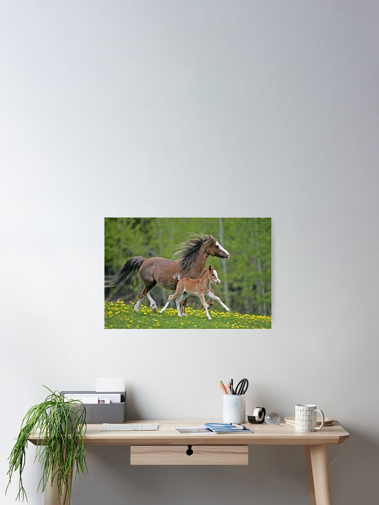 Welsh Pony Mare and Foal Poster