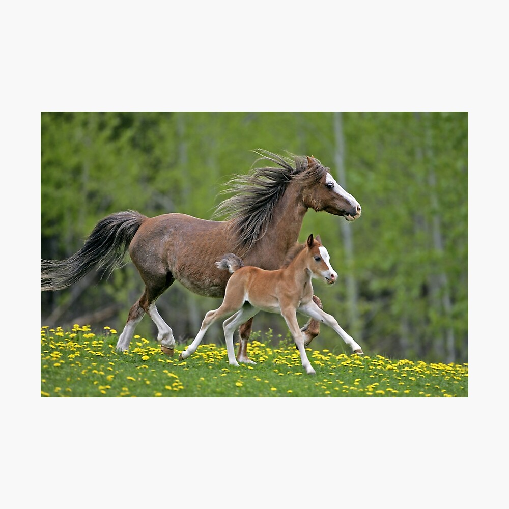 Welsh Pony Mare and Foal Poster