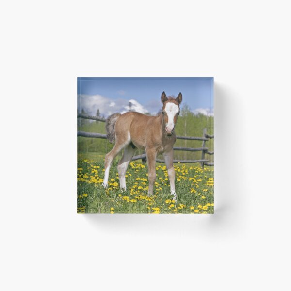 Item preview, Welsh Mountain Pony Colt designed and sold by ScienceSource.
