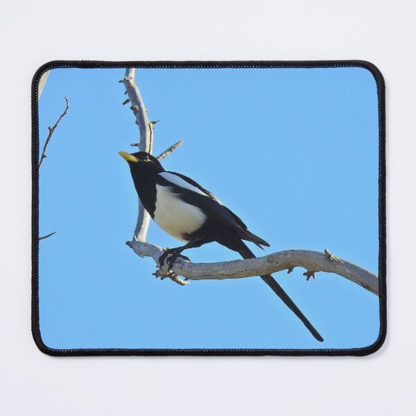 Item preview, Wild birds, magpie, wildlife, A California Gem designed and sold by Sandra O'Toole.