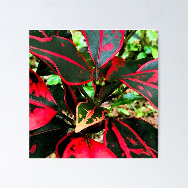 Item preview, Red And Black Luxurious Tropical Hawaiian Island Leaves designed and sold by DEC02.