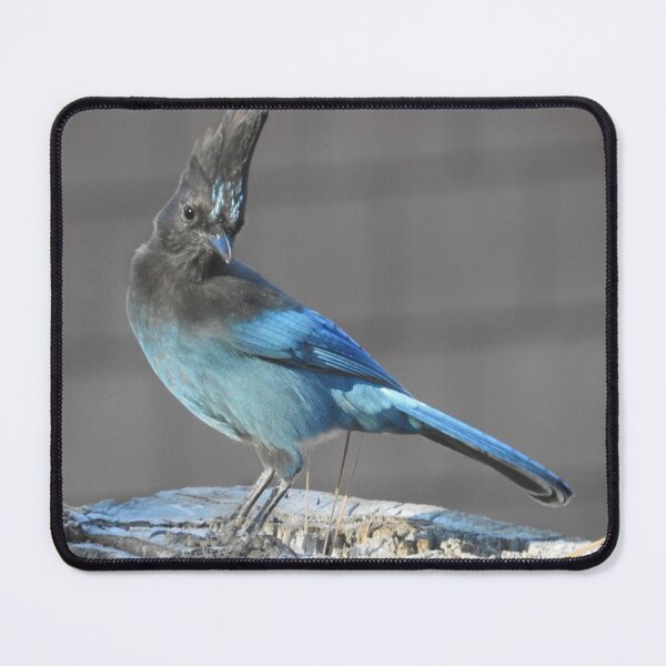 Item preview, Wild birds, Stellar's Jay, wildlife, blue jay designed and sold by Sandra O'Toole.