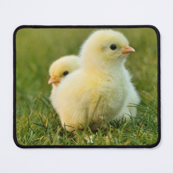 Item preview, Chick Fluffy Yellow Easter Easter Chick designed and sold by MonArtisteSam.