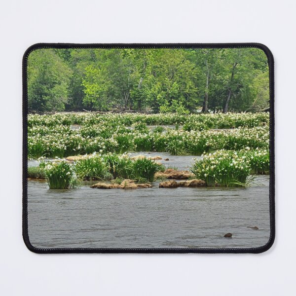 Item preview, Shoals Spider Lily At Landsford Canal State Park South Carolina designed and sold by LisaWootenPhoto.