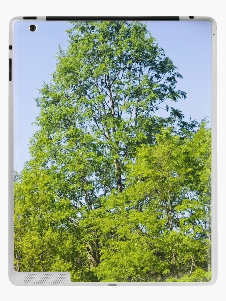 elb oak tree | iPad Case & Skin