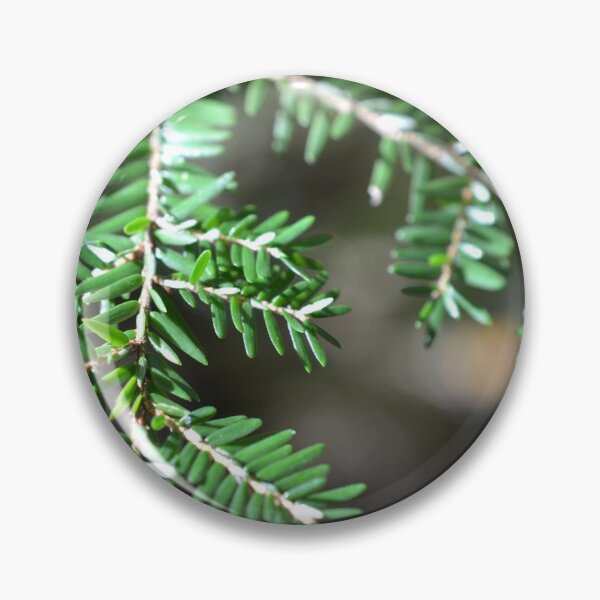 Item preview, Sunlight on a hemlock designed and sold by NorthernSnappy.
