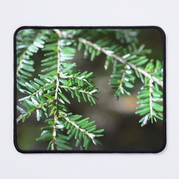 Item preview, Sunlight on a hemlock designed and sold by NorthernSnappy.