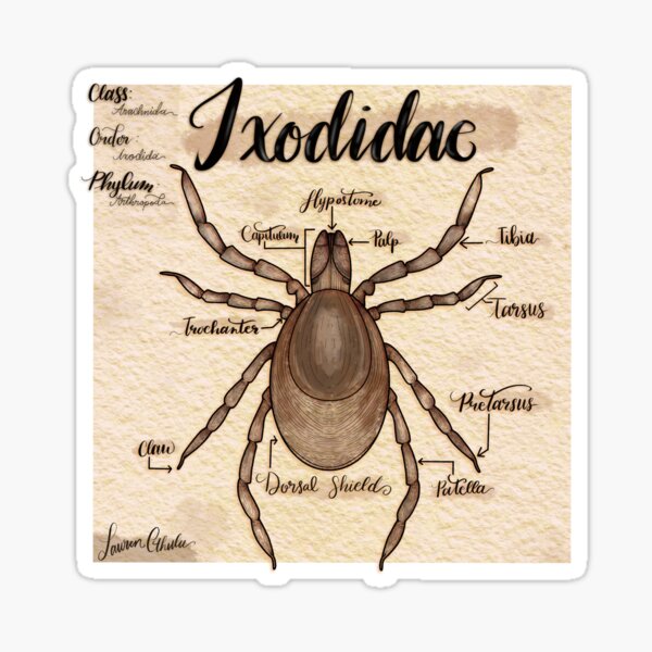 Item preview, Tick Anatomy  designed and sold by Lauren-Cthulu.