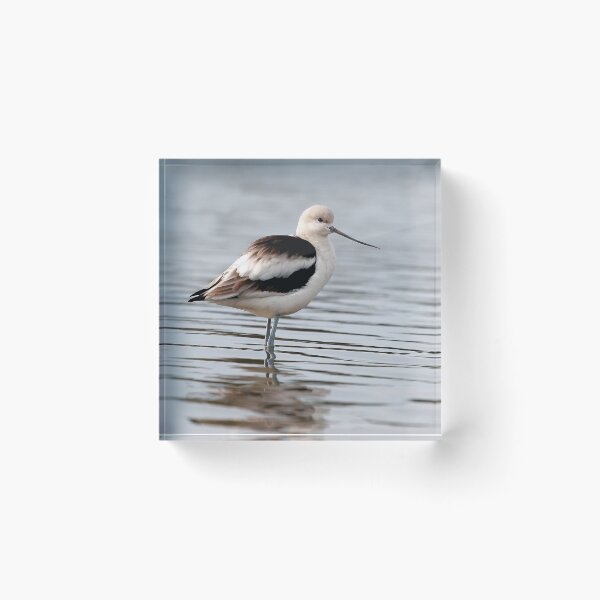 Item preview, American Avocet designed and sold by adjohnson.