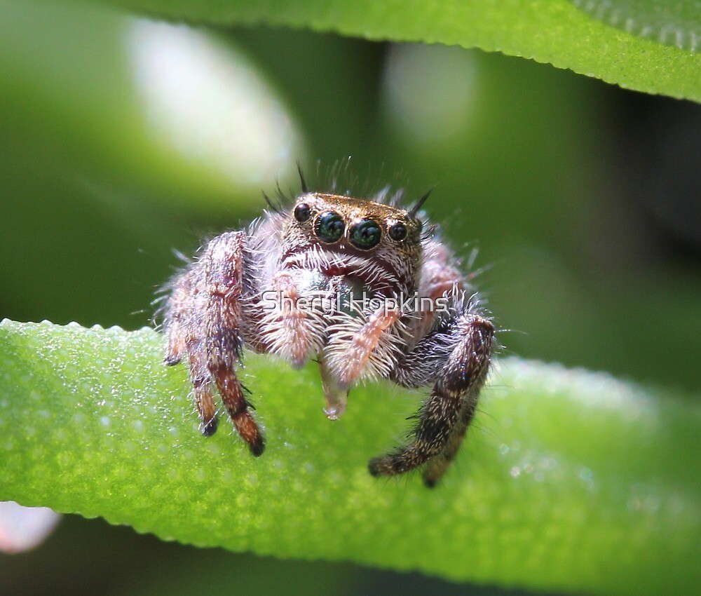 "Do spiders have a tongue?" by Sheryl Hopkins Redbubble