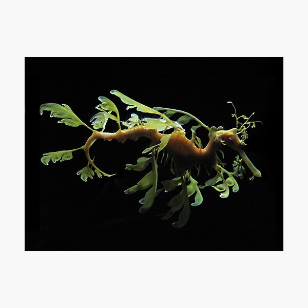 LEAFY SEA DRAGON PICTURE AND OR CARD Photographic Print