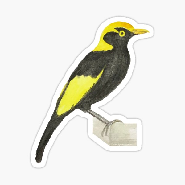 Item preview, Regent Bower Bird - Watercolour Print designed and sold by Art by Kathleen Stuart.