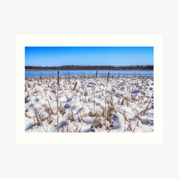Cattail and Snowdrift Blues Art Print