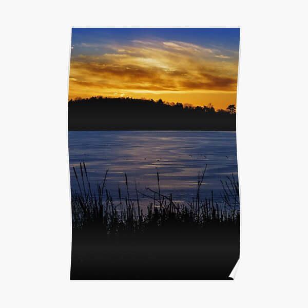 Winter cattail's golden view Poster