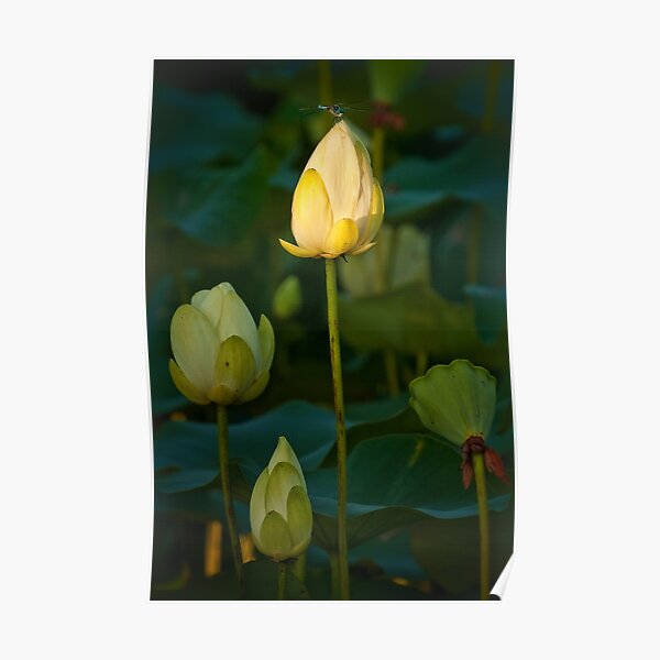 Lotus and dragonfly Poster