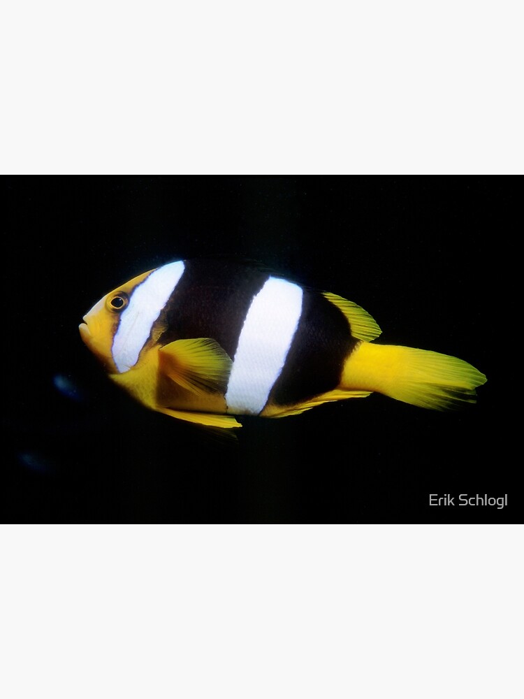 Clark's Anemonefish by eschlogl